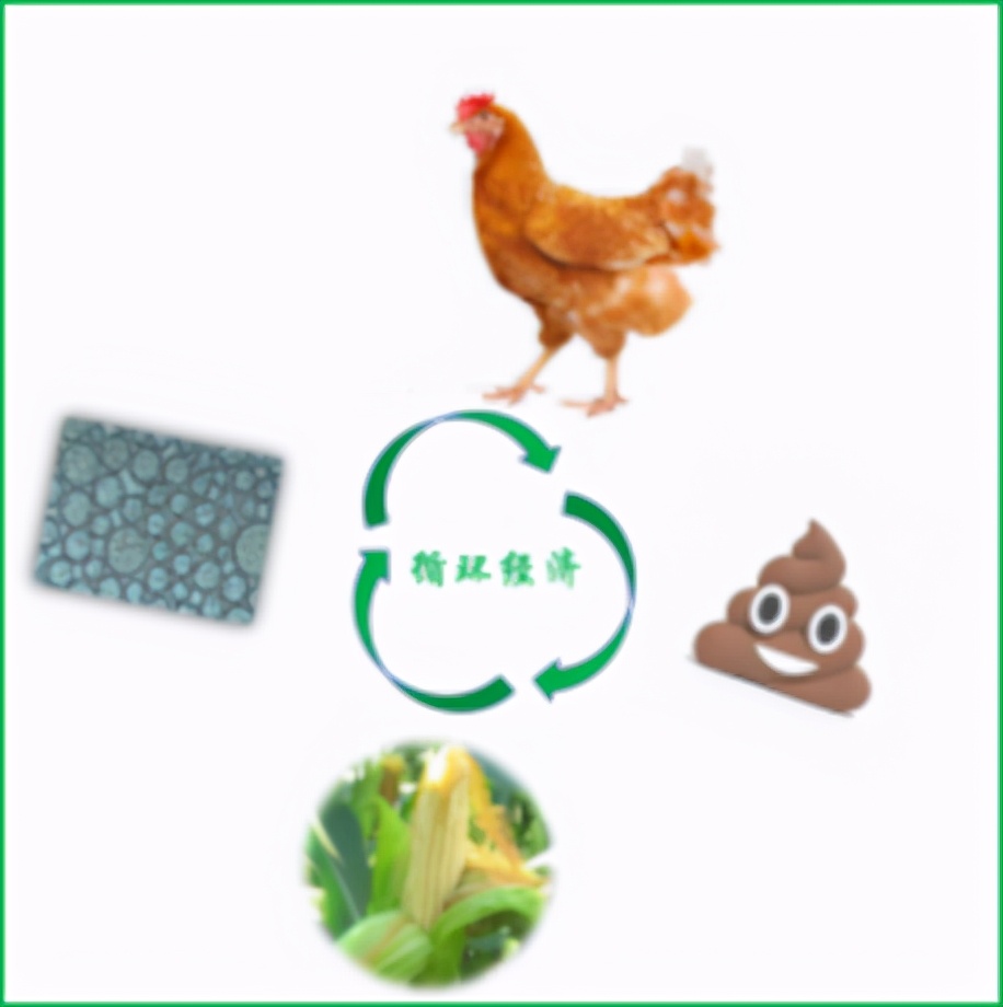 怎样可以整一个成型的鸡蛋,怎么样能煎出一个嫩嫩的鸡蛋