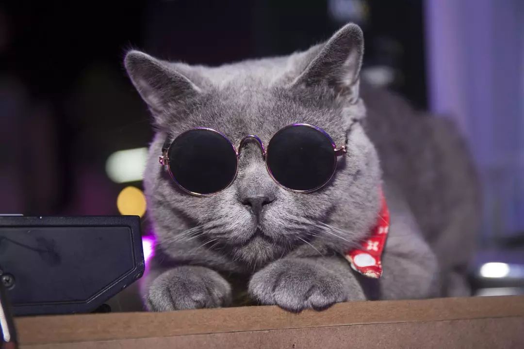 如果猫不快乐那么猫有九条命,猫有九条命那么什么情况下猫会死