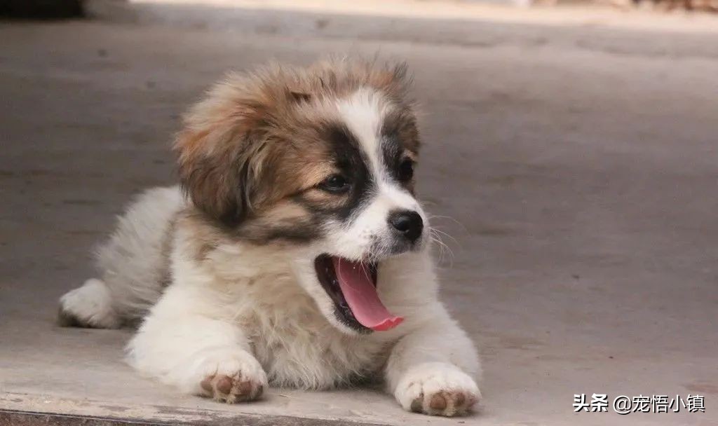 成犬狗狗翻肠子什么意思,狗狗翻肠子是什么原理