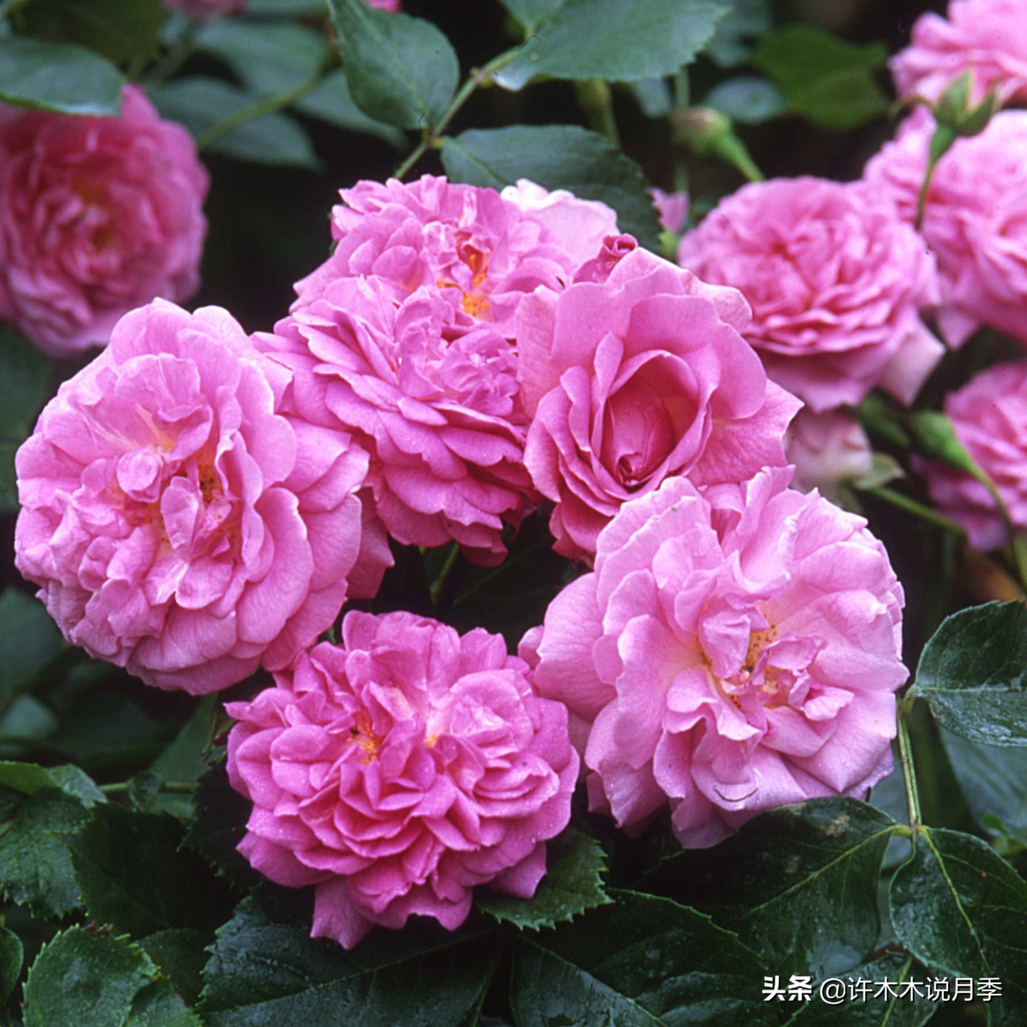 大花浓香四季开花的月季有哪些,黑紫色的月季花有哪些