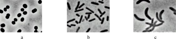 细菌的形态学观察实验原理,细菌的形态结构实验报告