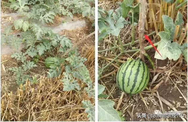 西瓜栽培技术全面的文字解释,西瓜栽培技术和方法