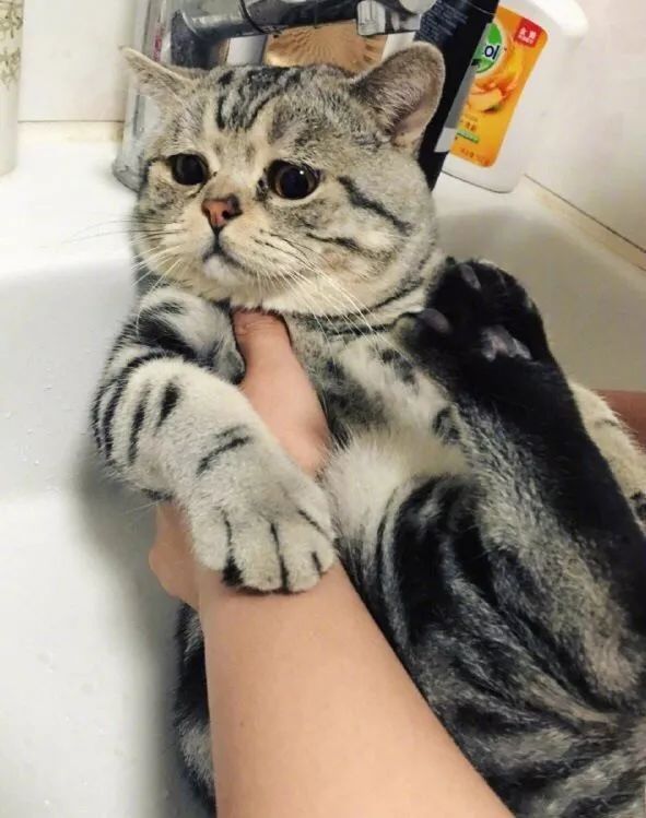 冬天给猫咪洗澡需要注意什么,鸽子冬天洗澡需要注意什么