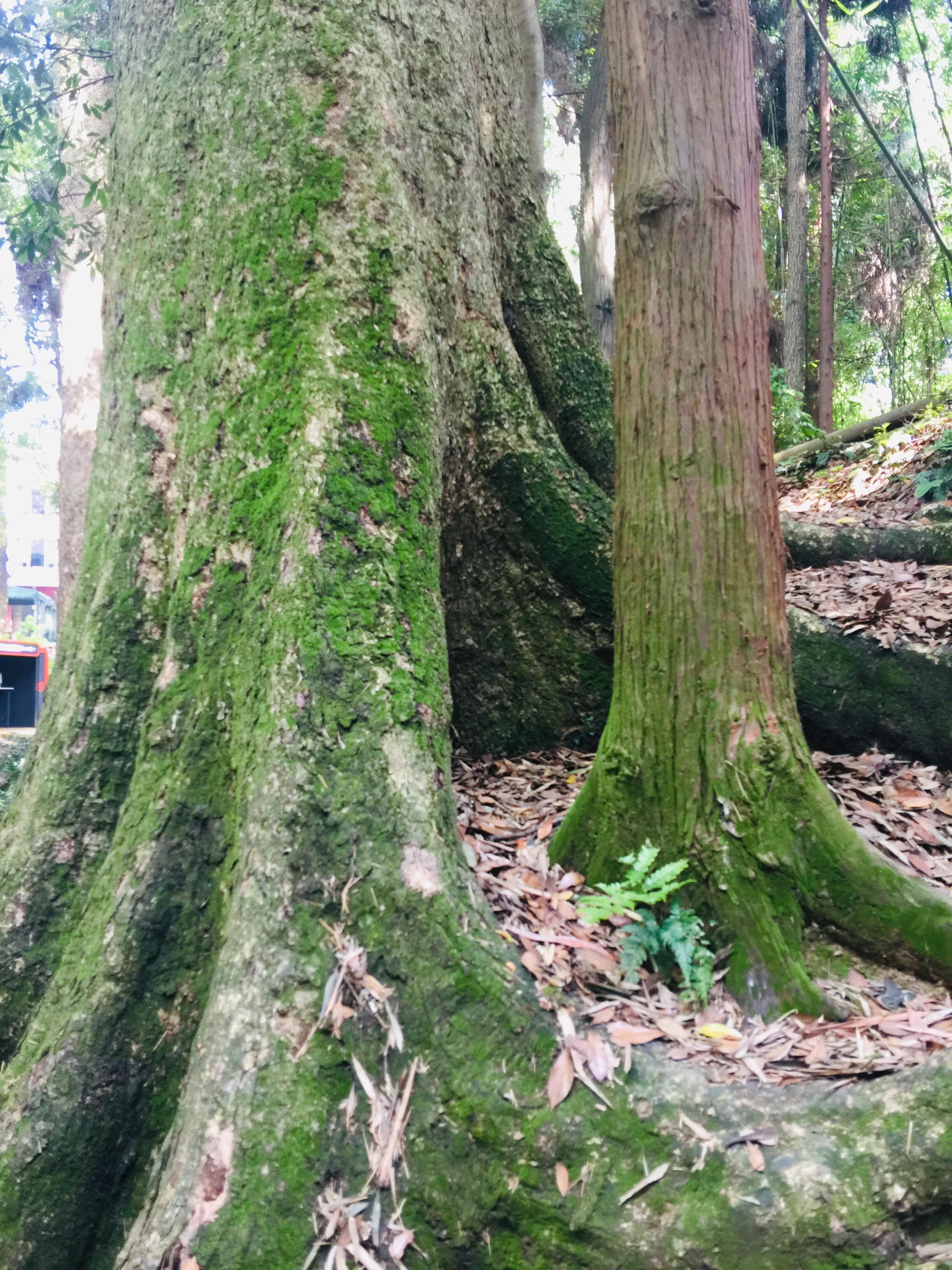 峨眉山登顶佛像,峨眉山登顶记完整版