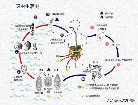 锥螺也叫钉螺吗,钉螺与锥螺都能吃吗
