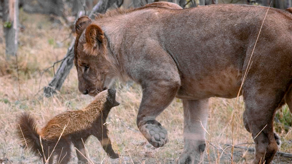 平头哥为什么能把毒蛇当辣条吃,平头哥把毒蛇当辣条啃
