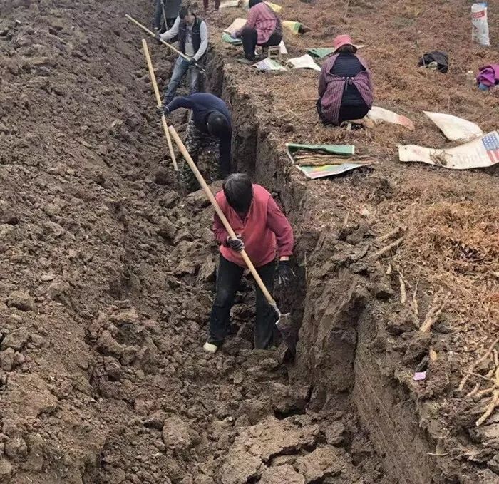 山中贵族:实地考察“神仙之食”产地?资深吃货也瞬间被征服