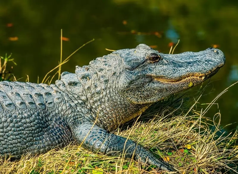 鬣狗的咬合力比狮子强是假的,老虎鬣狗狮子哪样咬合力更强