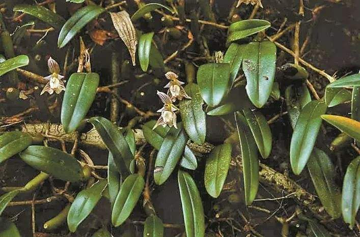 哪种兰花长在石头里好养,石头缝里开出的兰花什么意思