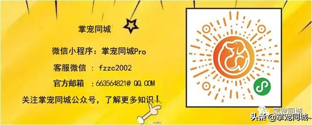 猫咪都是白色的怎么回事,猫咪为什么都看起来很干净