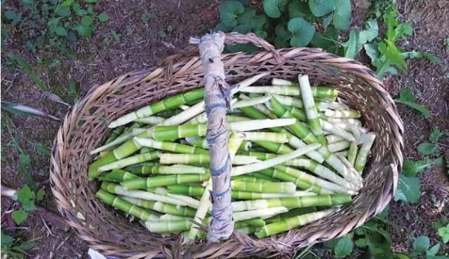 云南特产山货血三七,云南独有的44种野菜