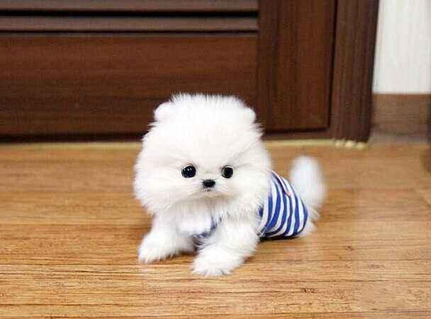 茶杯犬好养吗寿命长吗知乎,茶杯犬好养吗优缺点有哪些