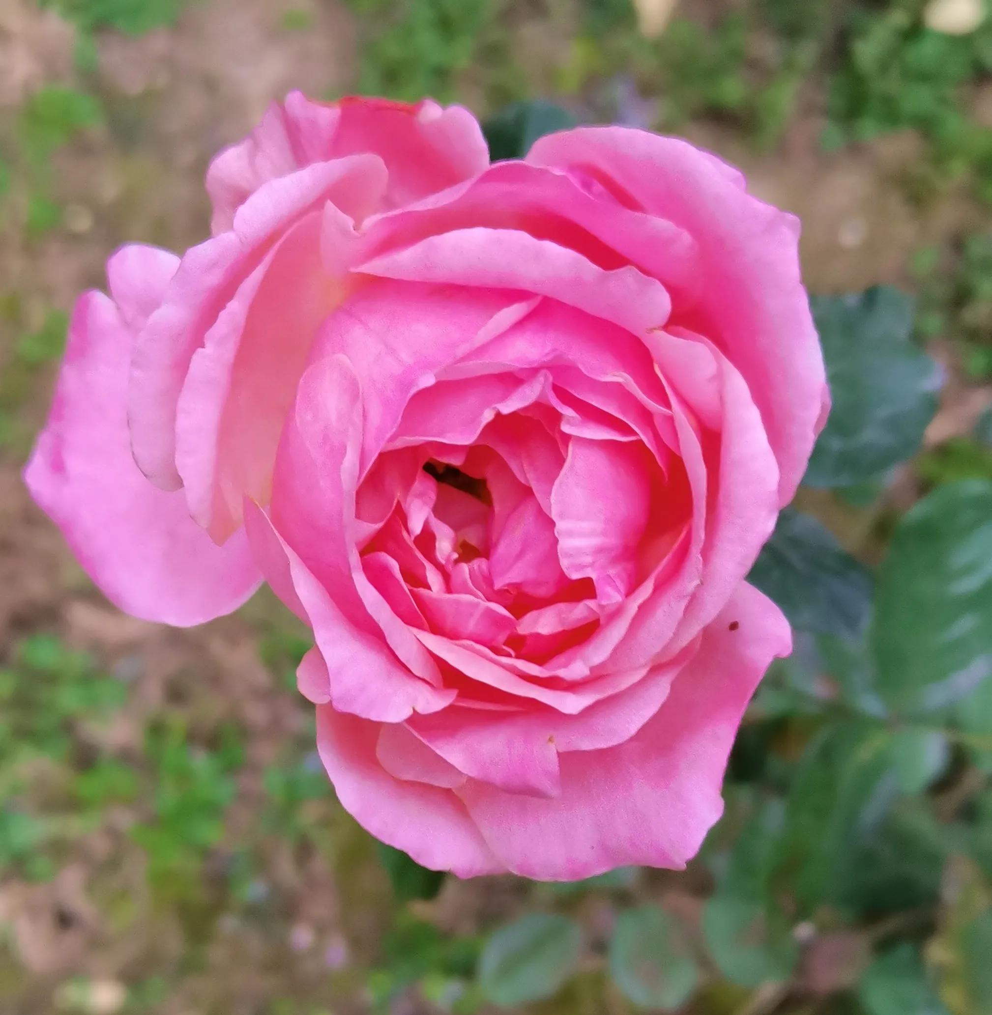 保姆慕兰月薪一万深圳打工,43岁慕兰月薪10000