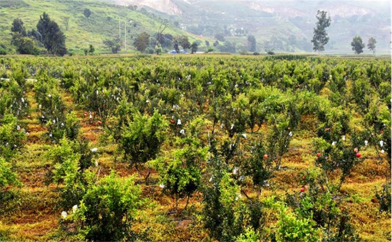 石榴树用什么土栽培好,石榴树怎么剪枝才能高产