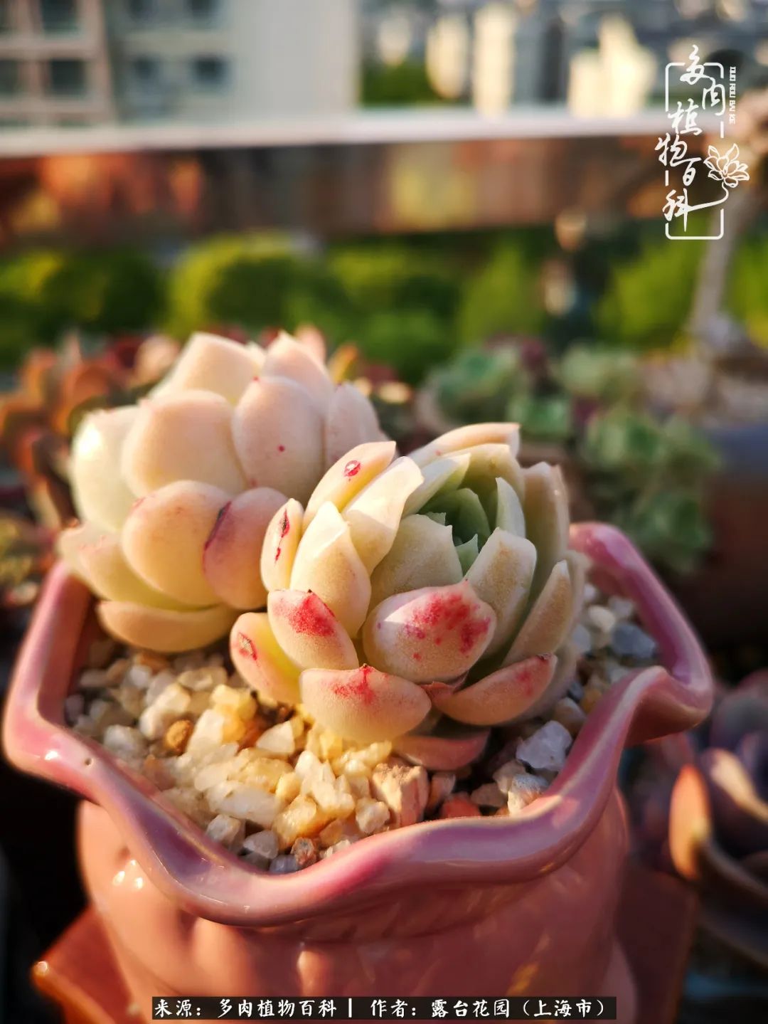 这6种多肉又粉又可爱萌翻少女心,粉粉萌萌的多肉有哪些