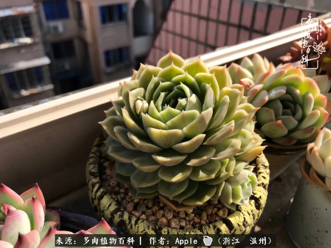 多肉成长记观察记录怎么写,多肉成长记录观察展板