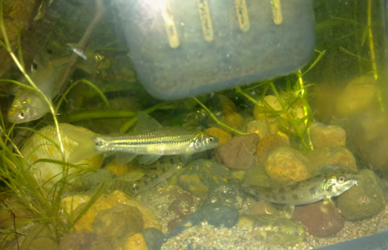 欧洲麦穗鱼泛滥,麦穗鱼入侵哪些国家