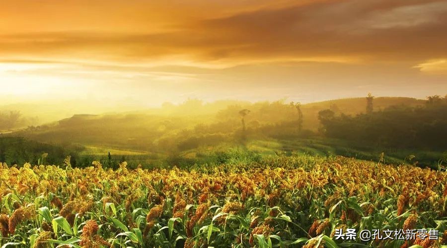 泸州老窖高粱熟了酒质怎么样,泸州老窖38度高粱熟了价格