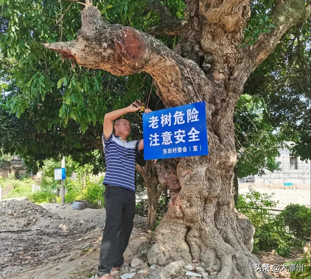 千年奇特龙眼树,山上老龙眼树