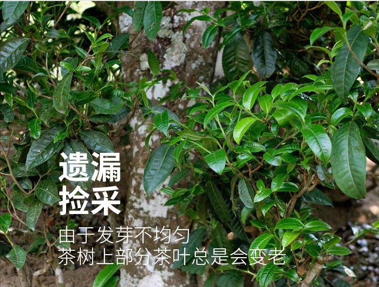 冰岛最好的五寨茶,谁说喝茶比喝酒好