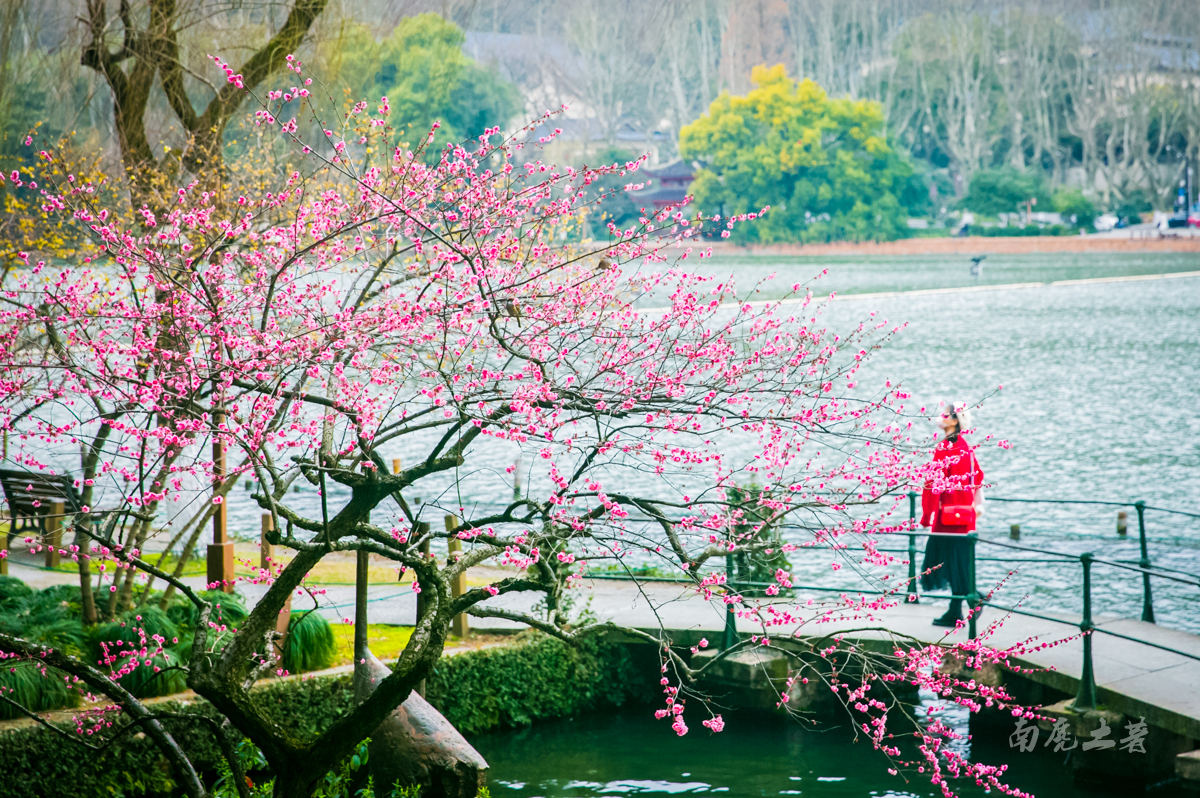 杭州西湖孤山梅花,杭州西湖赏梅花