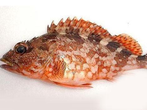 海鲜菜品图文,海鲜特色的菜品有哪些