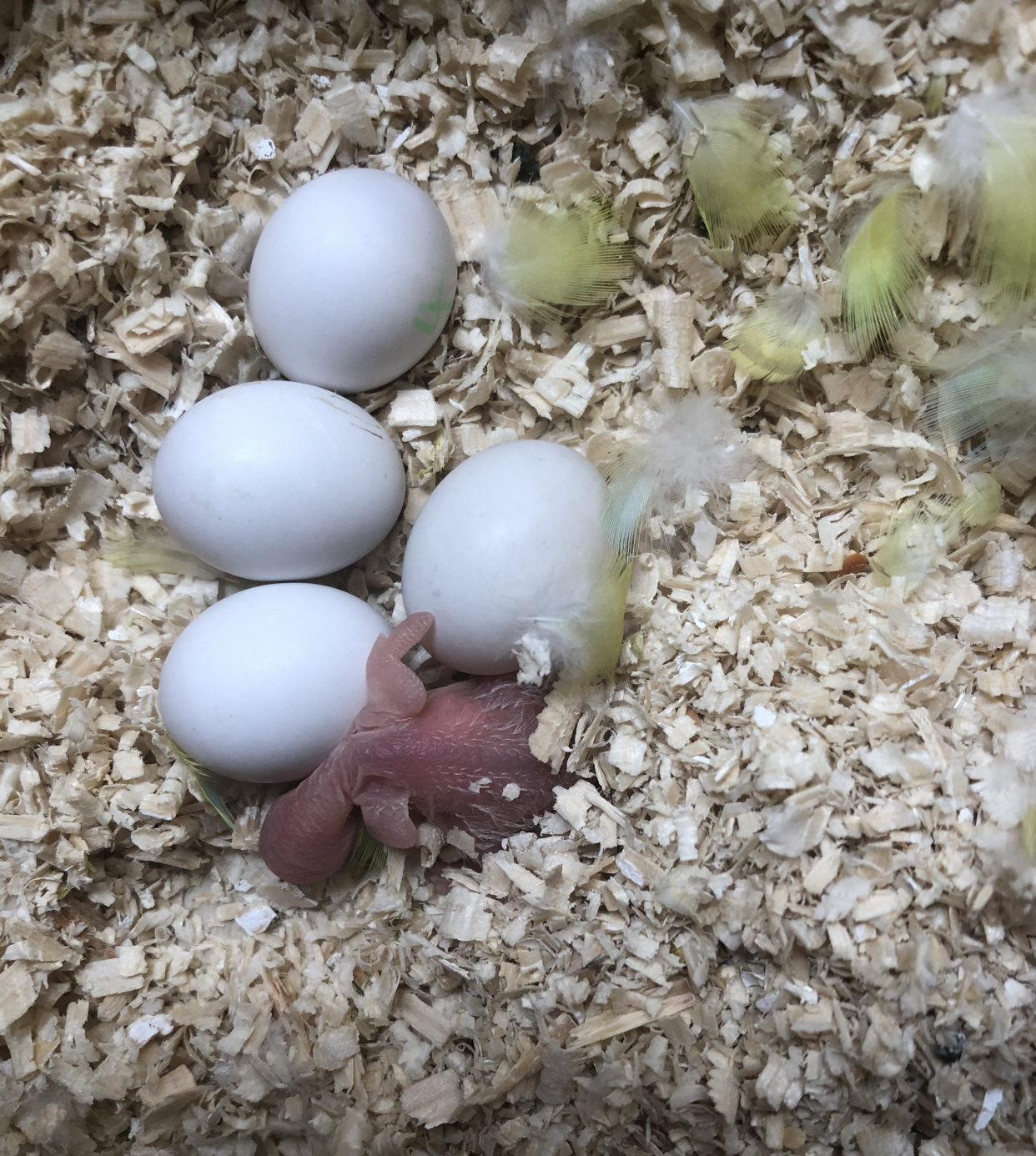 鸟如何生蛋科普,如何鉴别鸟蛋有没有苗