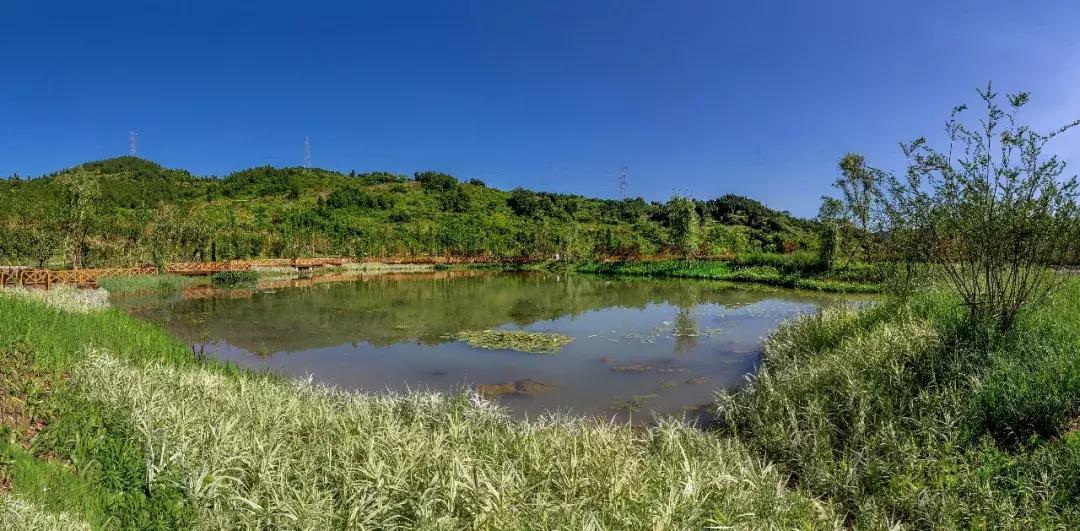 全球最大的城市森林公园,全球最绿色的城市