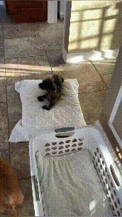 流浪小狗被收养在门口停住了,流浪小狗被好心人喂养5年