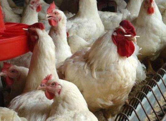 鸡呼吸有呼噜并带拉稀是什么病,鸡群咳嗽呼噜甩头