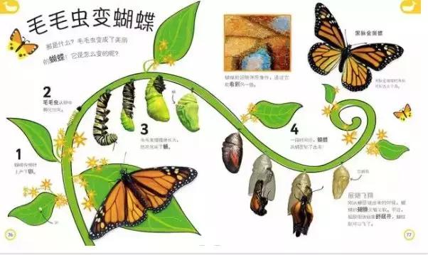 被封神的DK儿童科普书籍，到底哪些值得读？建议家长入手前看这篇