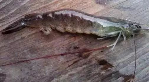 对虾红尾怎么处理,对虾应激肌肉发白怎么处理