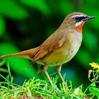 红靛颏和蓝靛颏哪种叫声好听,正宗红靛颏鸟