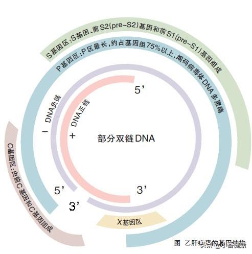 结合病毒基因(DNA),乙肝145阳性者,重视早期肝硬化预防
