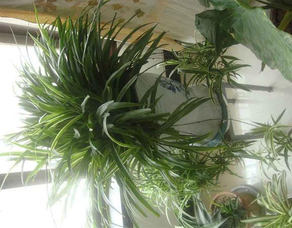 吊兰的养殖方法和注意事项有哪些,吊兰的养殖注意事项和方法