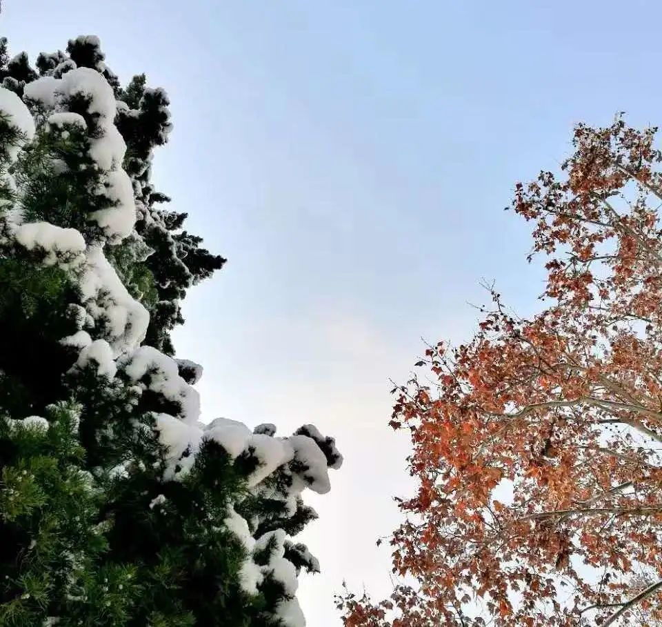 京东跟东哥,京东东哥回来了吗