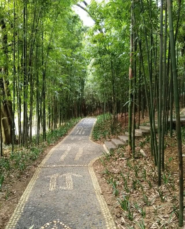 南宁狮山公园以前是尸山吗,广西南宁狮山公园现状