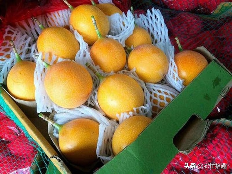 “换”颜色就卖高价，一斤94元，果内都是籽，农民：不敢种