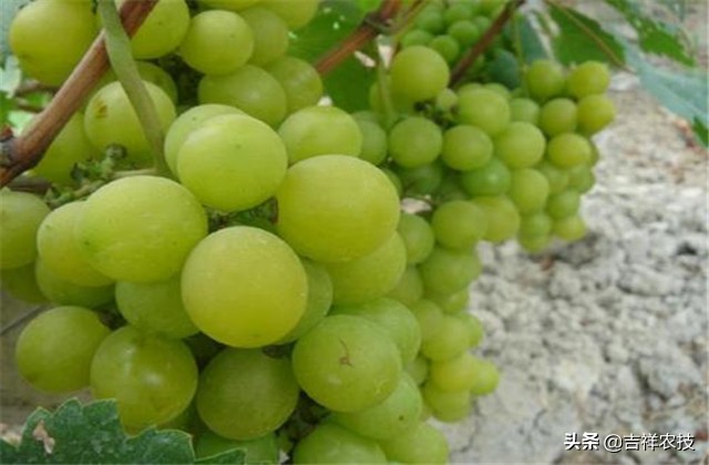 大青葡萄栽培方面的知识要点，你都会吗？来学学种植管理