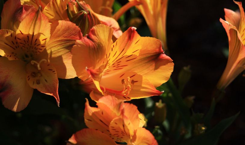 50种鲜切花花语，每个花艺师都要知道