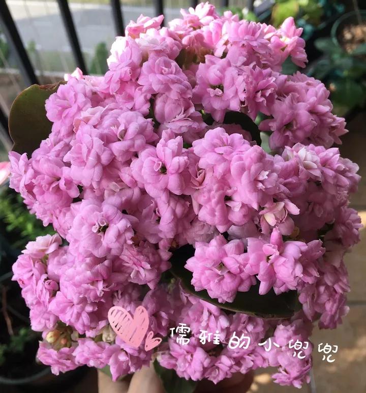 长寿花，寓意好、开花漂亮，花期长，品种多达300个