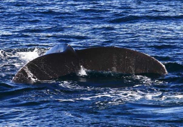 不会游泳去夏威夷玩什么,除了游泳还能去哪儿玩儿