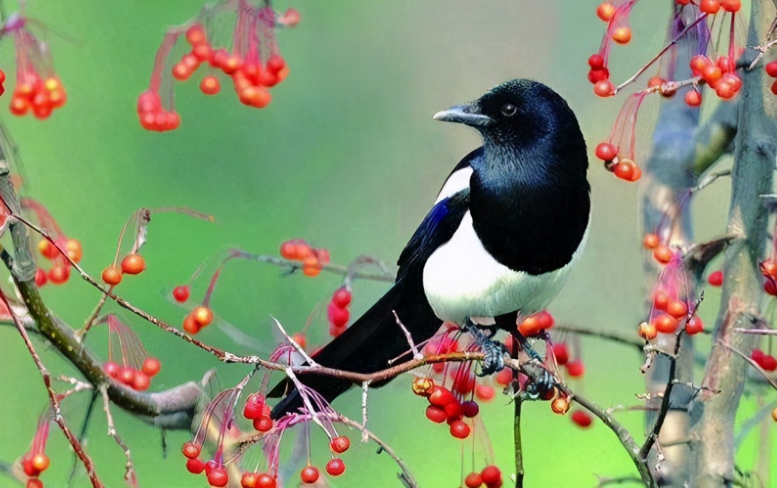 家里进四喜有什么说法,家中现四喜必定出能人