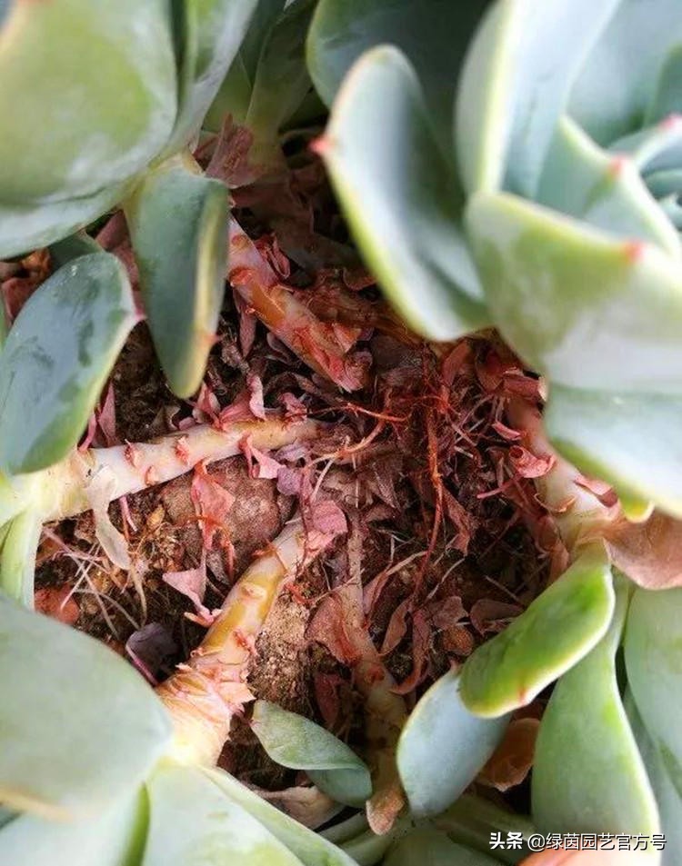 多肉唐印为什么夏天长气根,多肉蒂亚换盆之后出现气根和黄叶