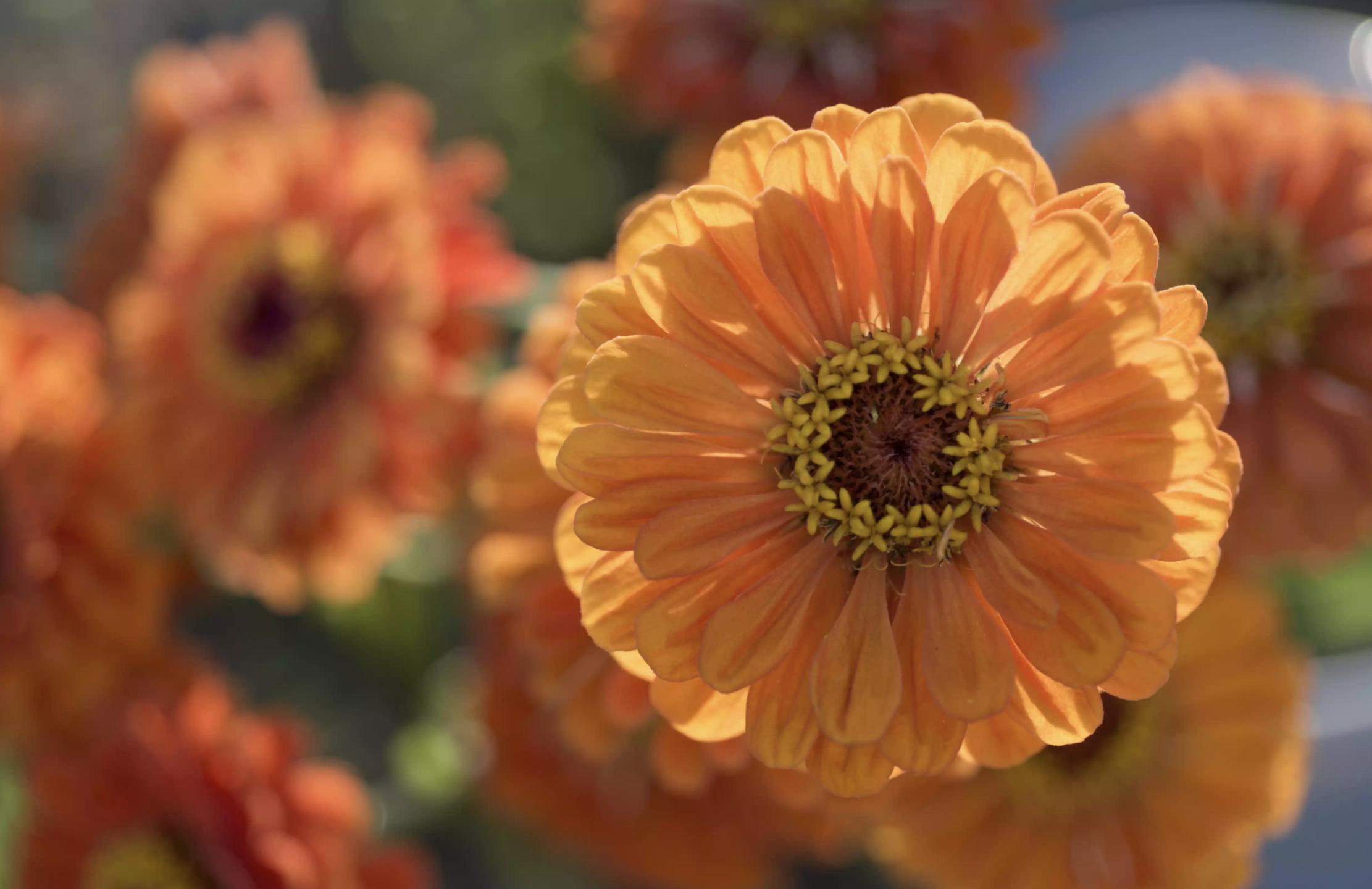 充满活力阳光的花,20种需要阳光的花