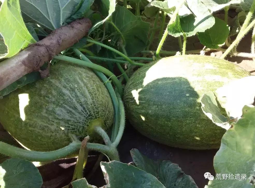 四川适合种植哈密瓜甜瓜品种,甜瓜种植技术新疆哈密瓜