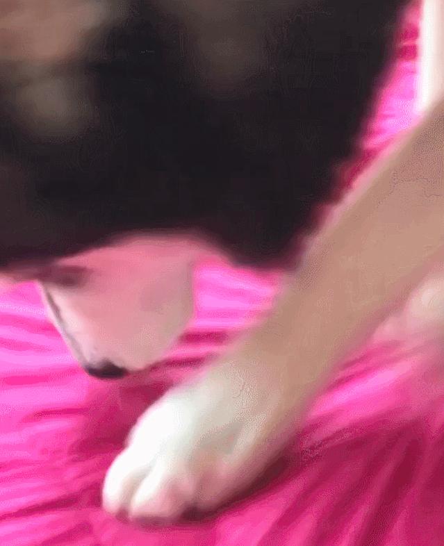 网友出门没带二哈，气得这家伙狂撕主人胸罩：看你下次还敢不敢了