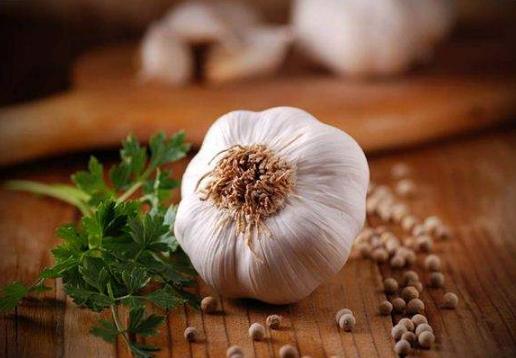 拉布拉多吃不吃生蔬菜,对拉布拉多肠胃好的蔬菜