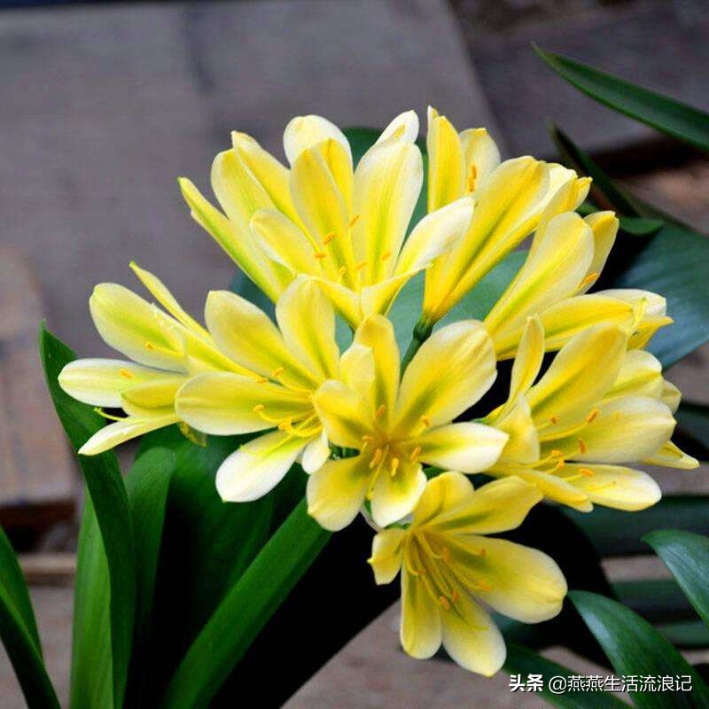 君子兰咋养的养花小技巧,养花君子兰的养护方法