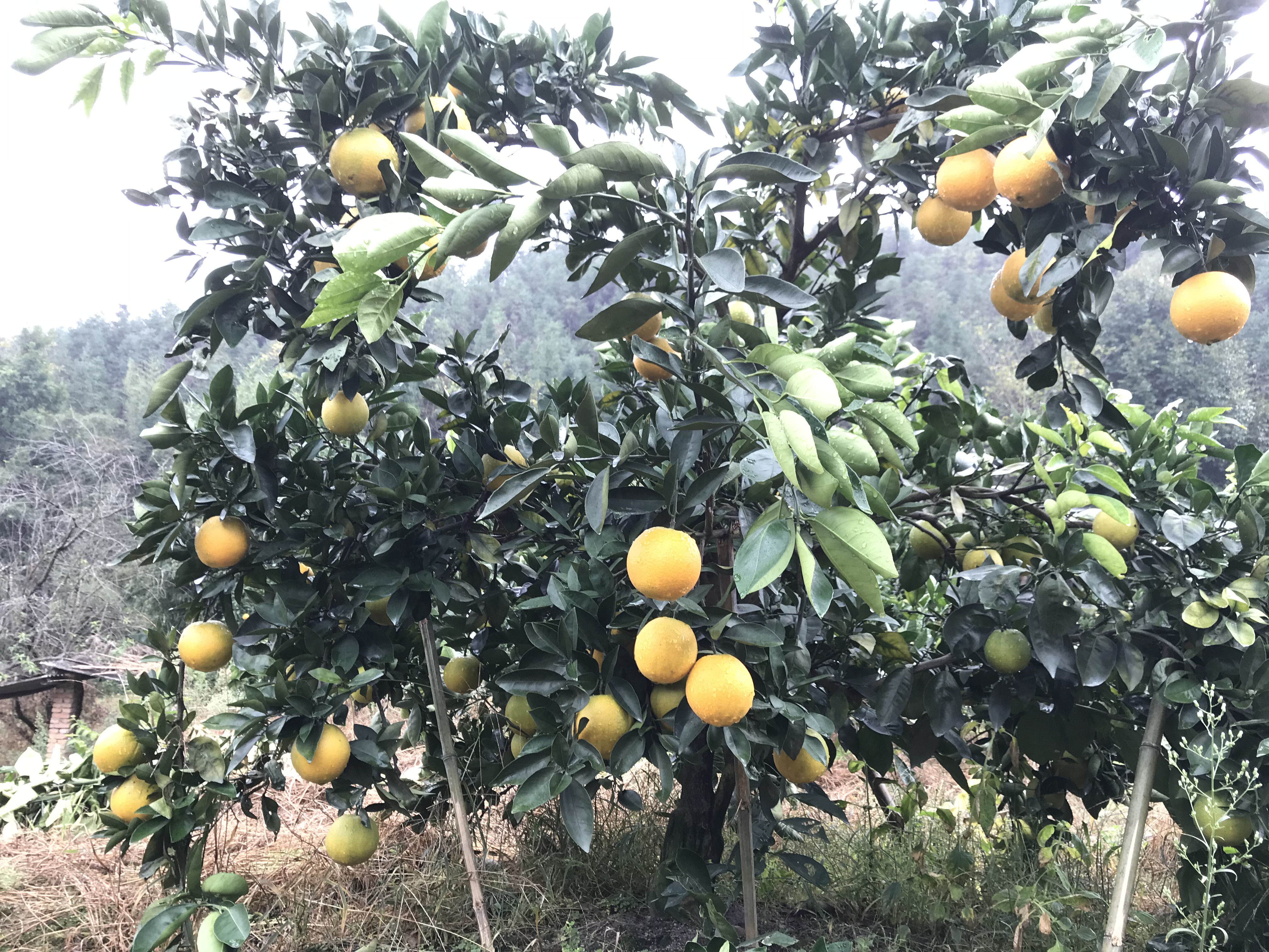 柑橘高接换种技术,柑桔高接的新梢为什么会软